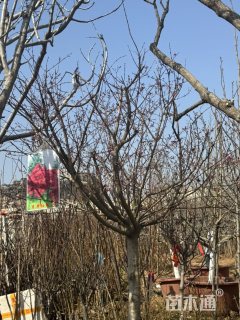 8公分日本红枫