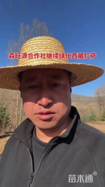 高度310厘米云杉