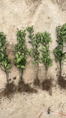 高度50厘米大叶黄杨