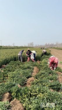 高度40厘米沙冬青