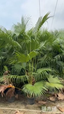 裸干高60厘米蒲葵