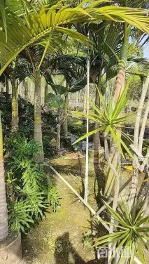 裸干高200厘米假槟榔