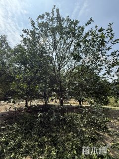 25公分香橼