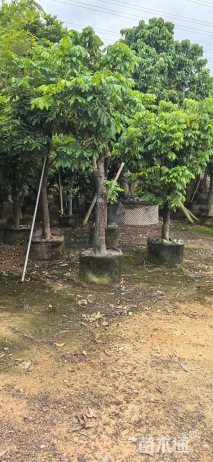 5公分龙眼
