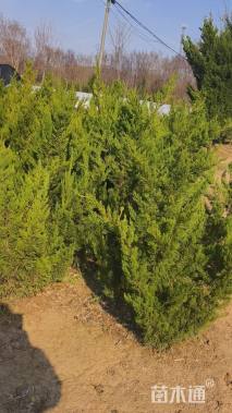 高度200厘米龙柏