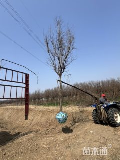 高度280厘米柽柳