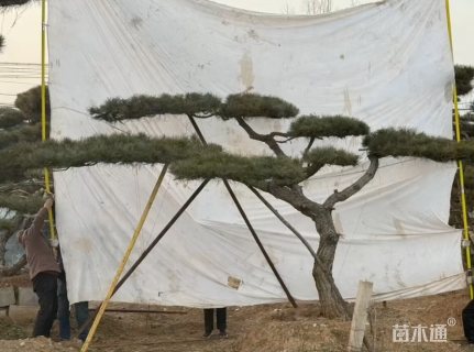 28公分造型松