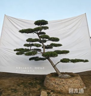 20公分造型黑松