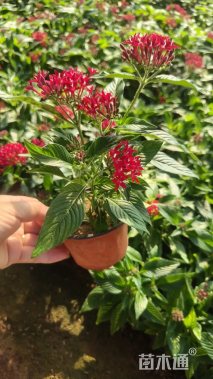 高度25厘米五星花