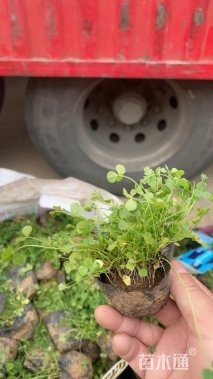 高度15厘米白三叶