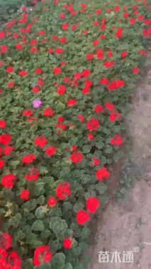 高度20厘米天竺葵