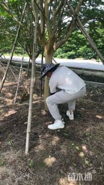 高度5厘米大红花