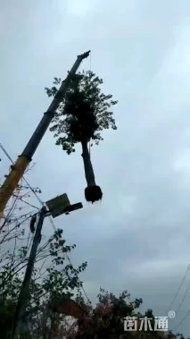 15公分大腹木棉