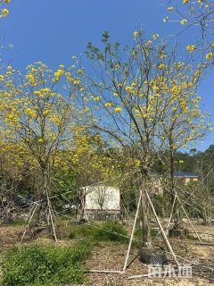 15公分黄花风铃木