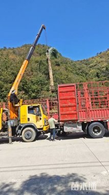 裸干高3000厘米银海枣