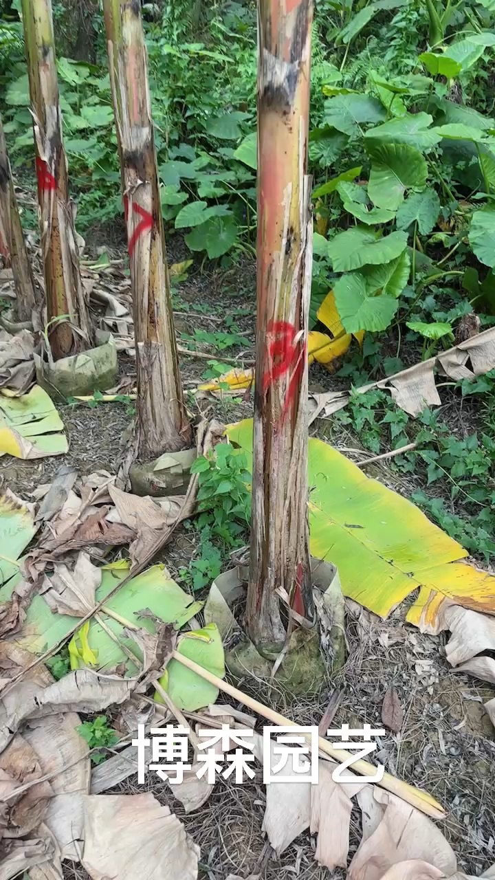 高度250厘米香蕉
