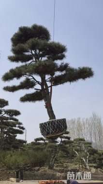 20公分造型油松