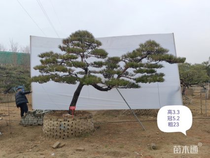 18公分绚丽海棠