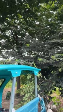 80公分榉树