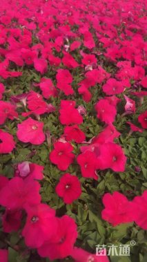 高度15厘米矮牵牛