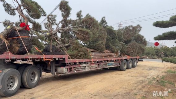 30公分造型黑松