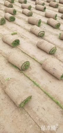 草卷状果岭草