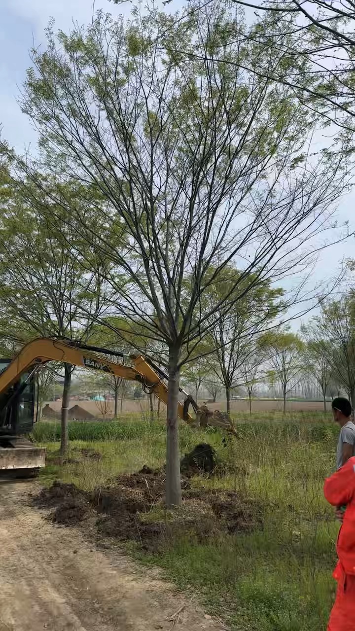 18公分榉树