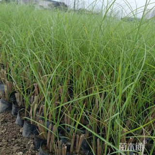 高度40厘米细叶芒