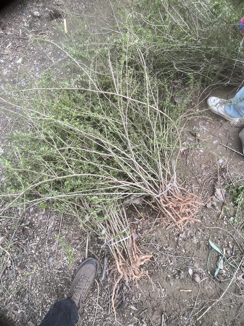 高度40厘米枸杞