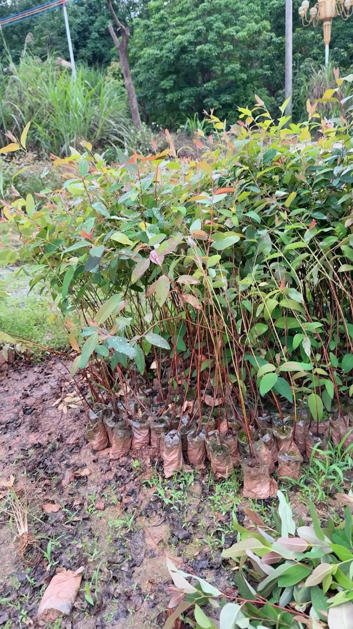 高度60厘米桉树小苗