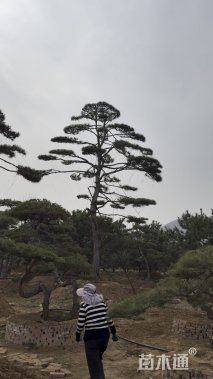 40公分造型松