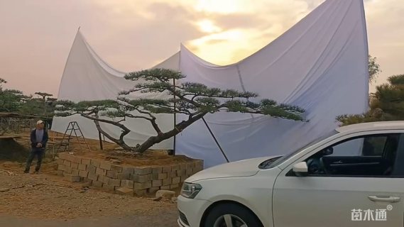 15公分造型黑松