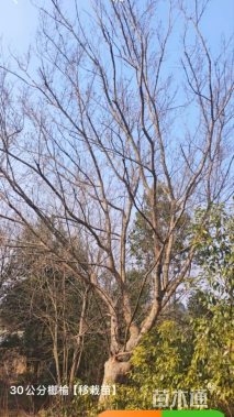 32公分榔榆