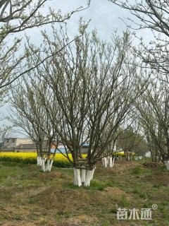 40公分朴树