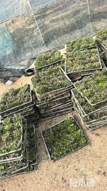 高度5厘米筋骨草