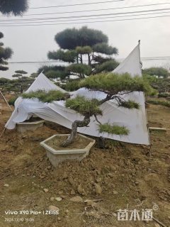 高度80厘米庭院松
