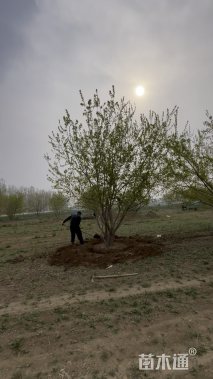 高度500厘米丛生茶条槭
