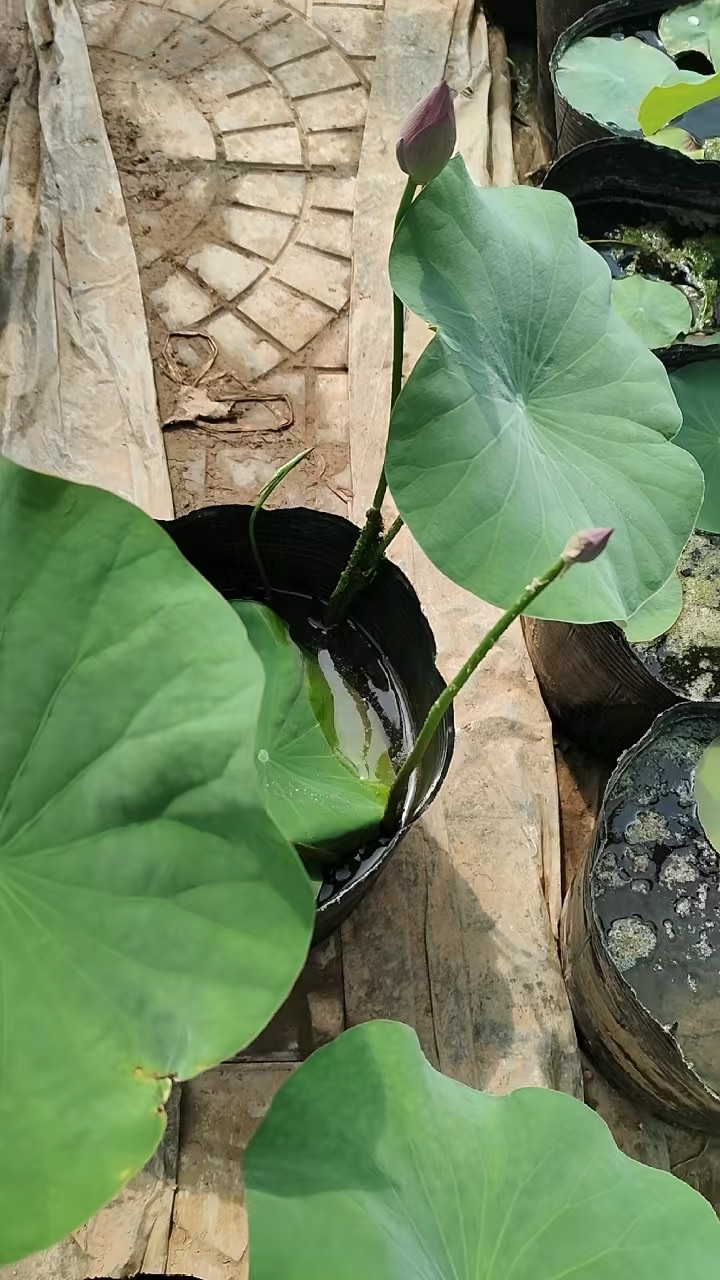 高度60厘米荷花