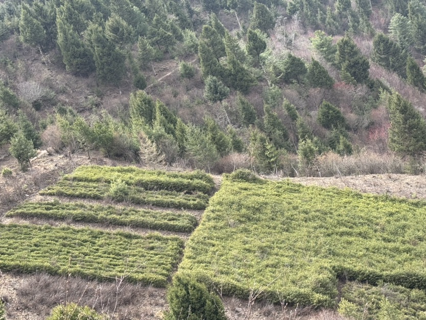 高度60厘米沙地云杉