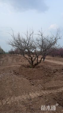 高度300厘米丛生石榴