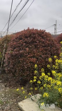 冠幅300厘米红叶石楠球