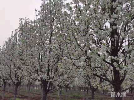 10公分彩叶豆梨