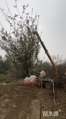 15公分垂丝海棠