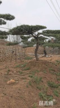 30公分造型油松