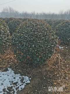 冠幅150厘米红叶石楠球