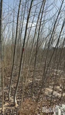 3.5公分河北杨