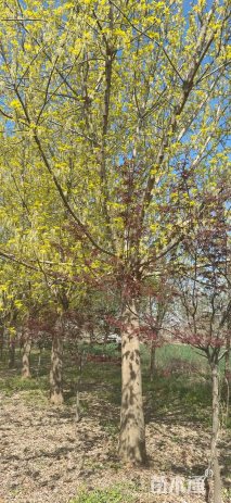 25公分金叶复叶槭