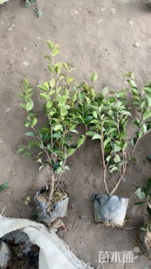 高度40厘米茶梅