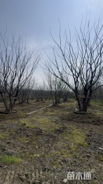 75公分(5杆)丛生朴树