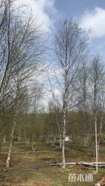 高度600厘米丛生河桦